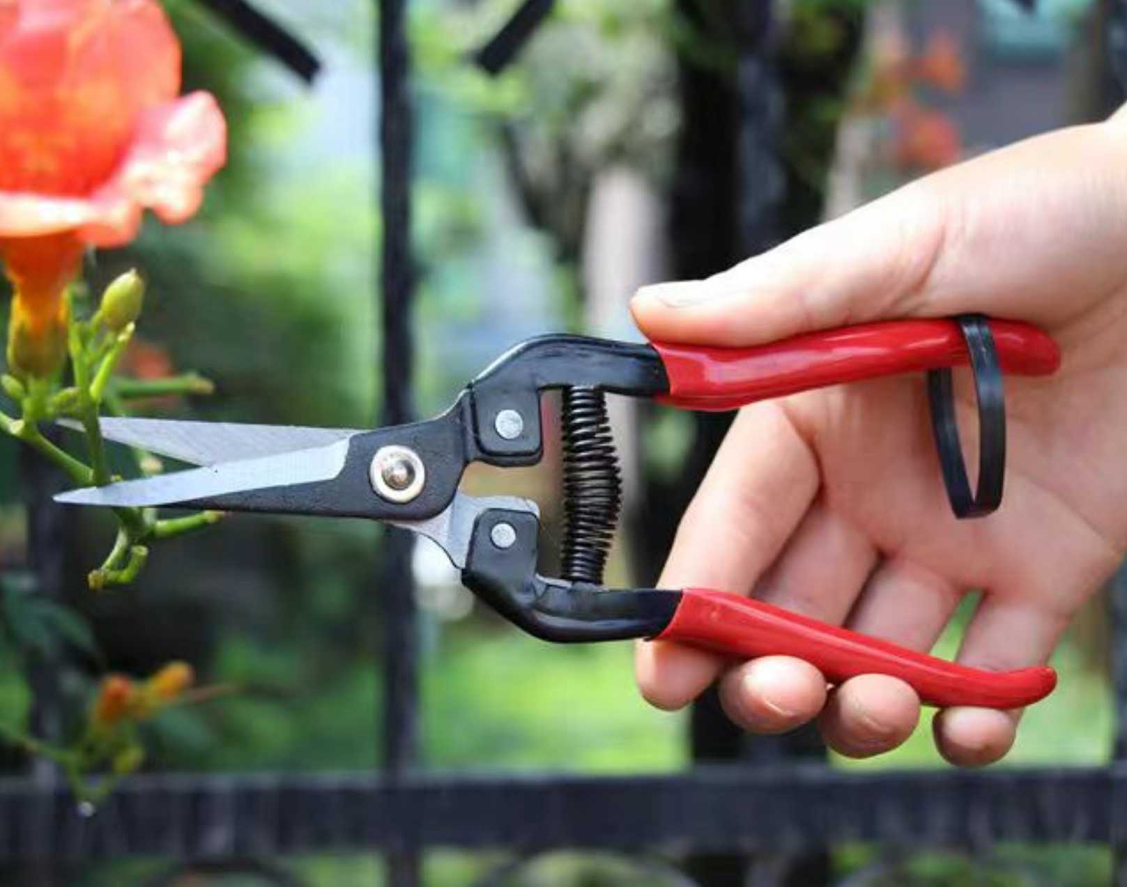 Pruning shears - 291448