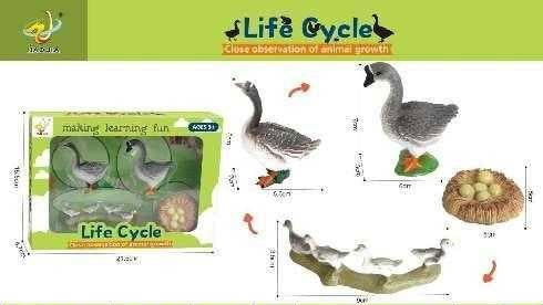 Εκπαιδευτικό σετ Πάπιες - Life Cycle - 161112 - iThinksmart.gr